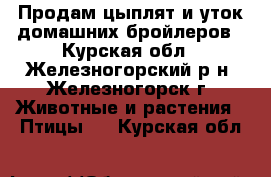 Продам цыплят и уток домашних бройлеров - Курская обл., Железногорский р-н, Железногорск г. Животные и растения » Птицы   . Курская обл.